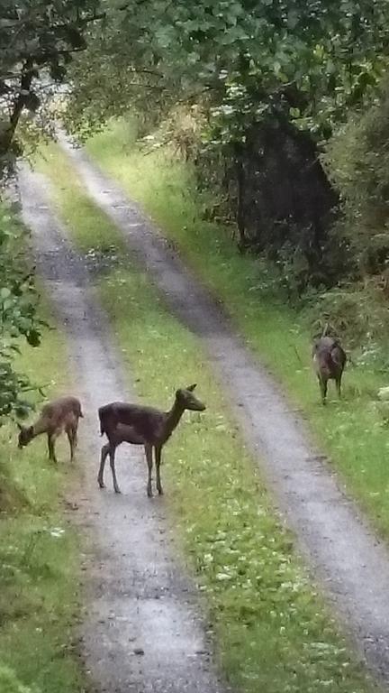 In The Woods Ballintogher Quarto foto